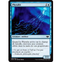 Physalie