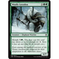 Woolly Loxodon
