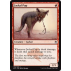 Jackal Pup
