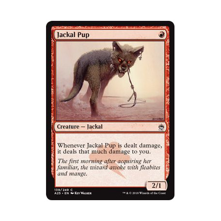 Jackal Pup