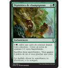 Pépinières de champignons  / Fungal Plots