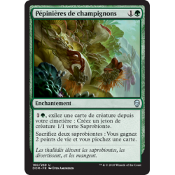 Pépinières de champignons  / Fungal Plots