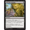 Infection fongoïde / Fungal Infection