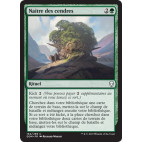 Naître des cendres / Grow from the Ashes