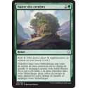 Naître des cendres / Grow from the Ashes