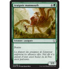 Araignée mammouth / Mammoth Spider