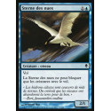 Sterne des nues / Welkin Tern