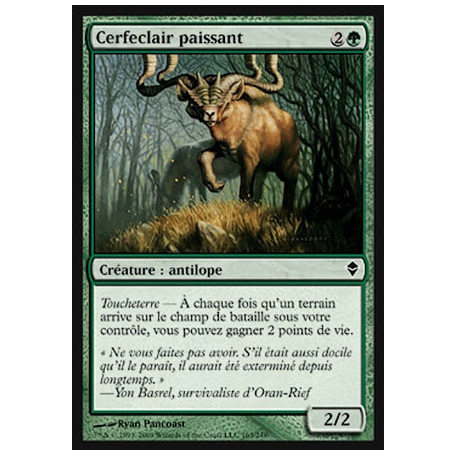 Cerfeclair paissant / Grazing Gladehart