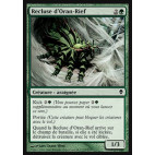 Recluse d'Oran-Rief / Oran-Rief Recluse