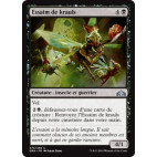 Essaim de krauls / Kraul Swarm