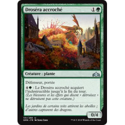 Droséra accroché / Grappling Sundew