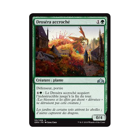Droséra accroché / Grappling Sundew