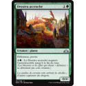 Droséra accroché / Grappling Sundew