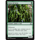 Lierre de herse / Portcullis Vine