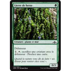 Lierre de herse / Portcullis Vine