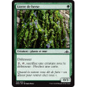 Lierre de herse / Portcullis Vine