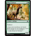 Okapi méfiant / Wary Okapi