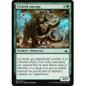 Cératok sauvage / Wild Ceratok