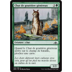 Chat de gouttière généreux / Generous Stray
