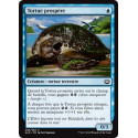 Tortue prospère / Thriving Turtle