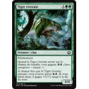Tigre riverain / Riparian Tiger