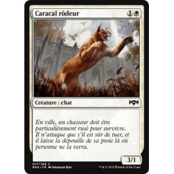 Caracal rôdeur / Prowling Caracal